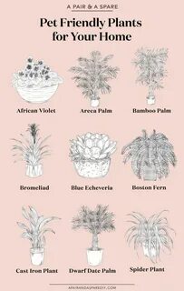 Plants and friends
