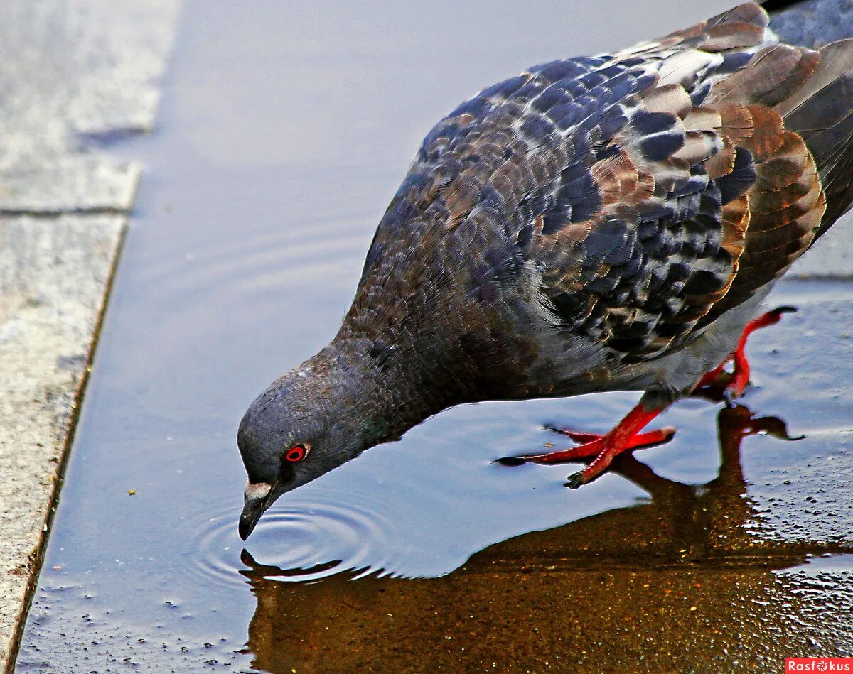 Плавающий голубь. Голубь в воде. Водопой для птиц. Голубь в воде. Птица пьет.