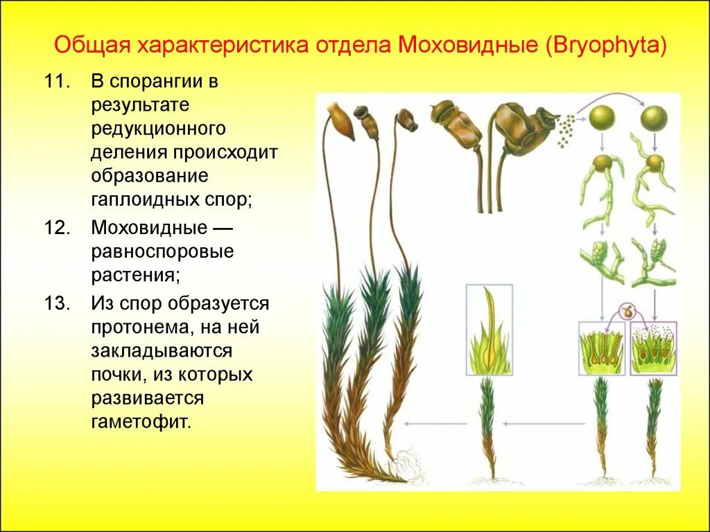 Листостебельные мхи Кукушкин лен. Зелёный мох Кукушкин лён размножение. Предросток кукушкиного льна. Оплодотворение мха Кукушкин лен. Ножка спорогона