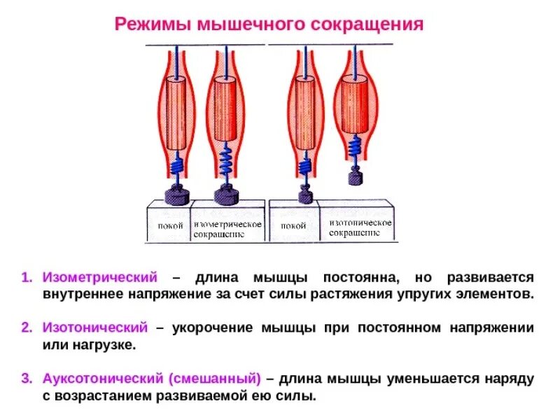 Последовательность мышечных элементов. Изометрический режим сокращения мышц это. Изометрический режим мышечного сокращения. Изотонический и изометрический режимы сокращения. Режимы сокращения мышечных волокон.