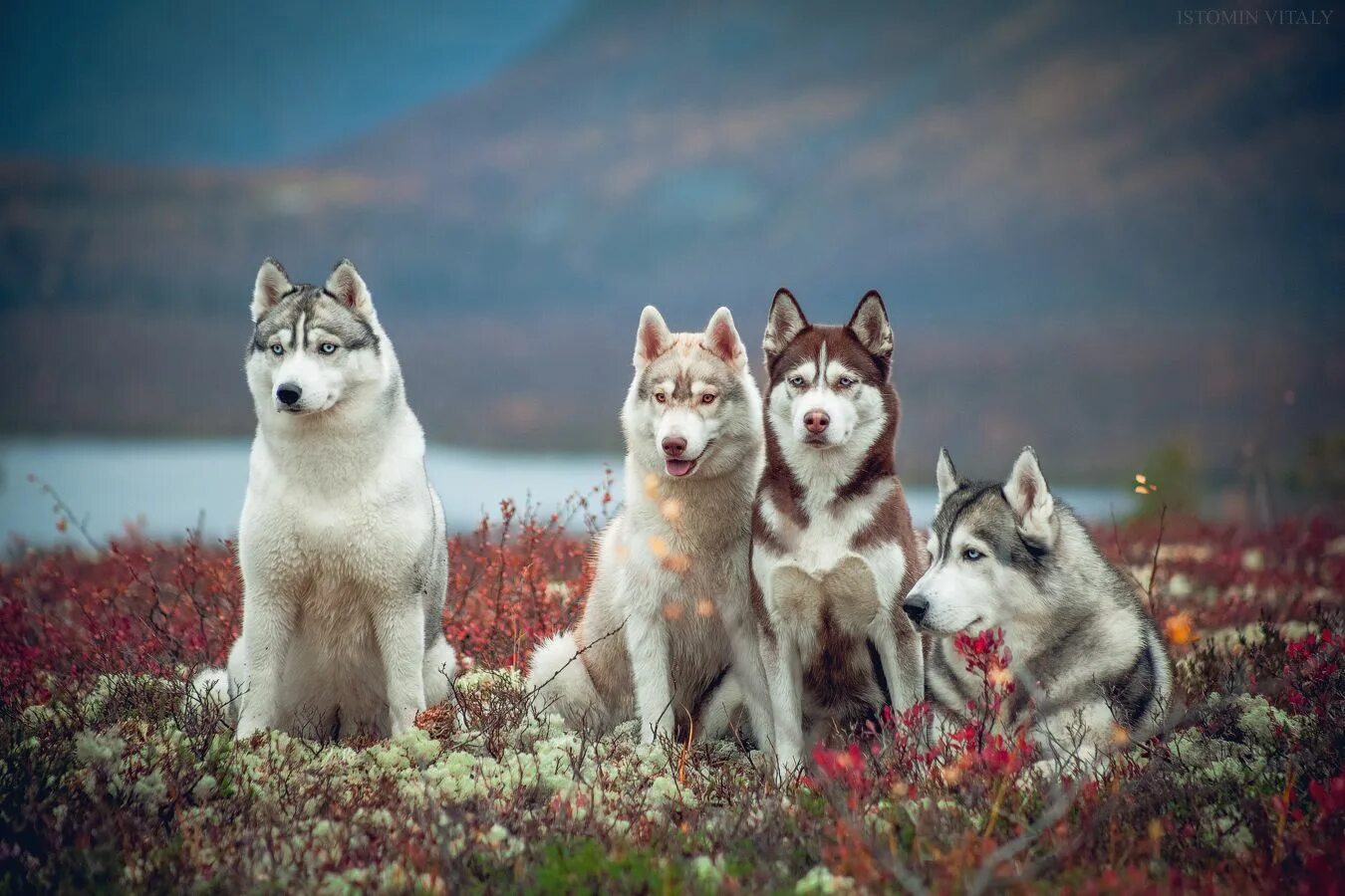 много лаек. лайка скрещенная с хаски. много лаек. много лаек. сибирская ездовая лайка хаски.