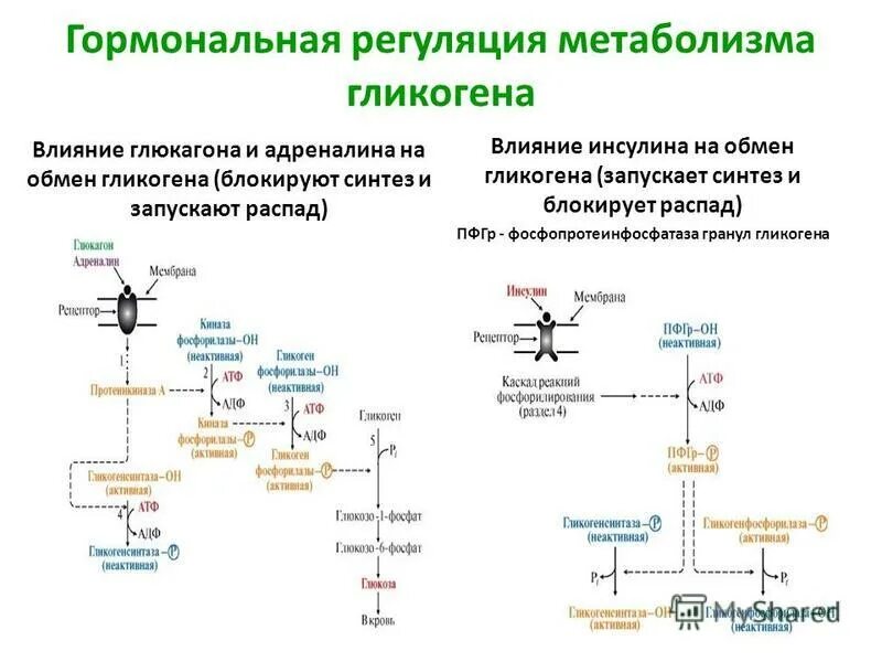 гормон способствующий превращению глюкозы в гликоген