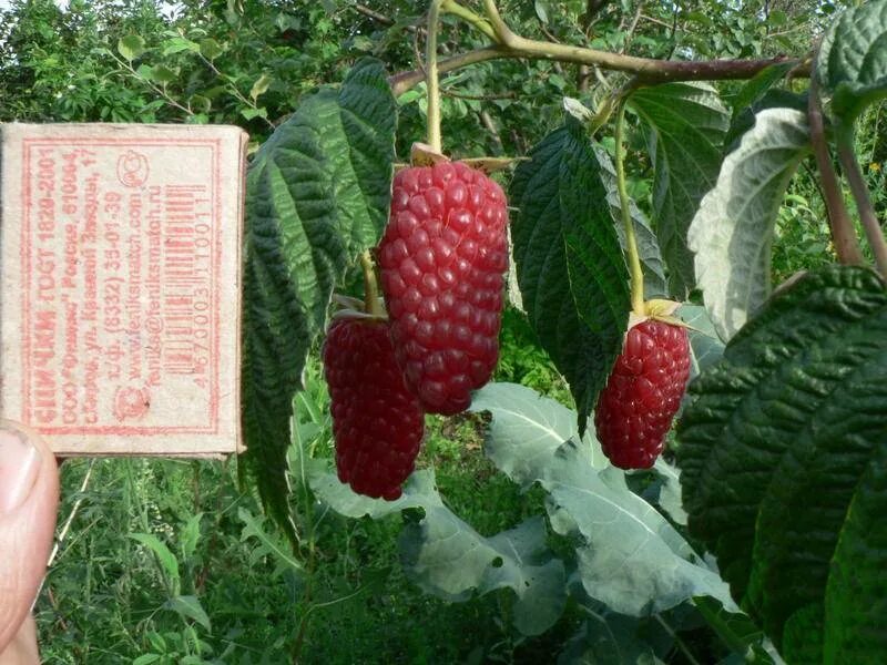 Малина Брянское диво. Саженцы малина Жар-птица. Малина Жар птица описание. Малина Брянское диво фото. Сорт малины жар птица