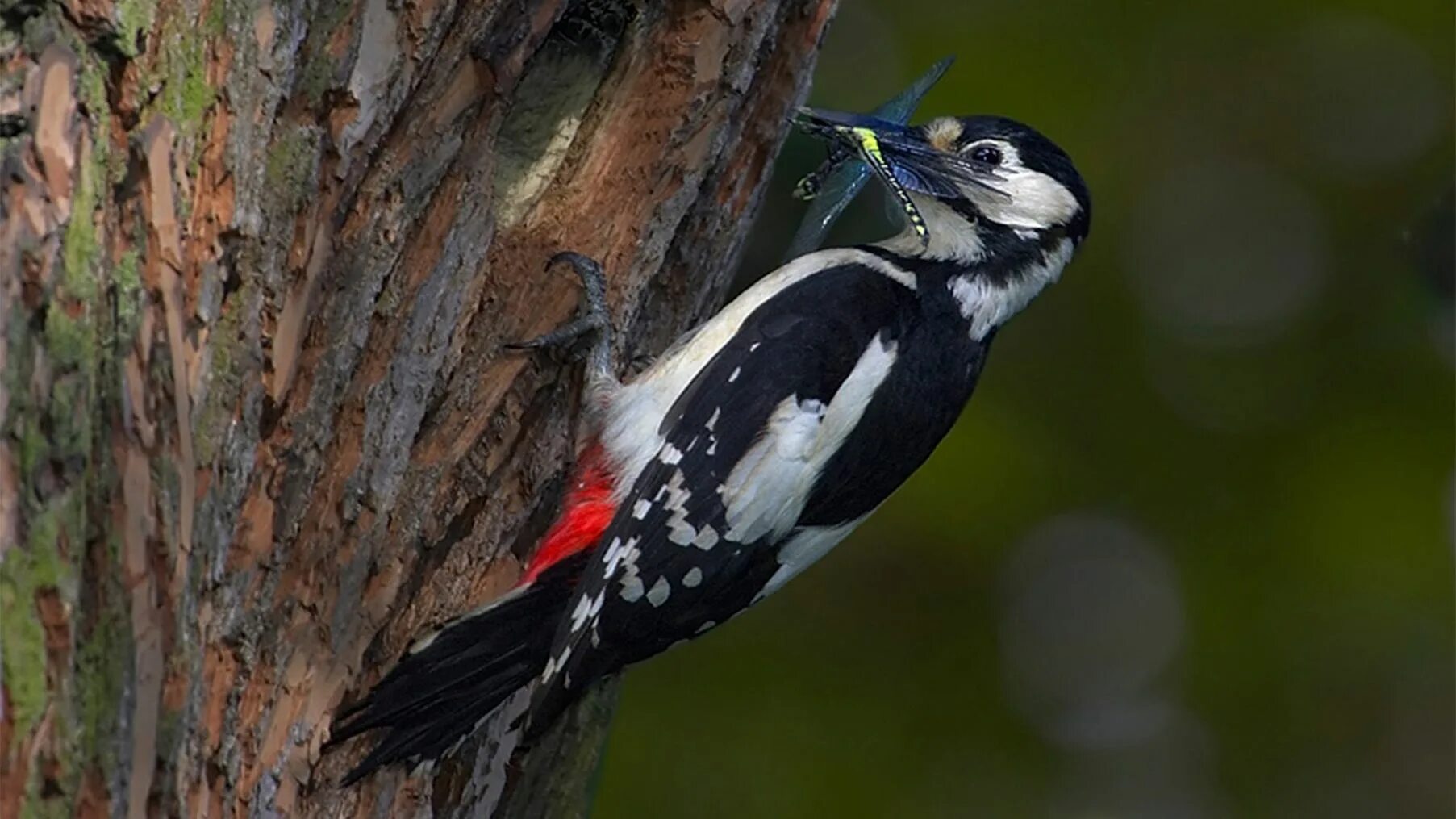 Дятел и короед. Что ест дятел. Большой пестрый дятел шишки. Дятел оседлая птица. Большой пестрый дятел ареал.