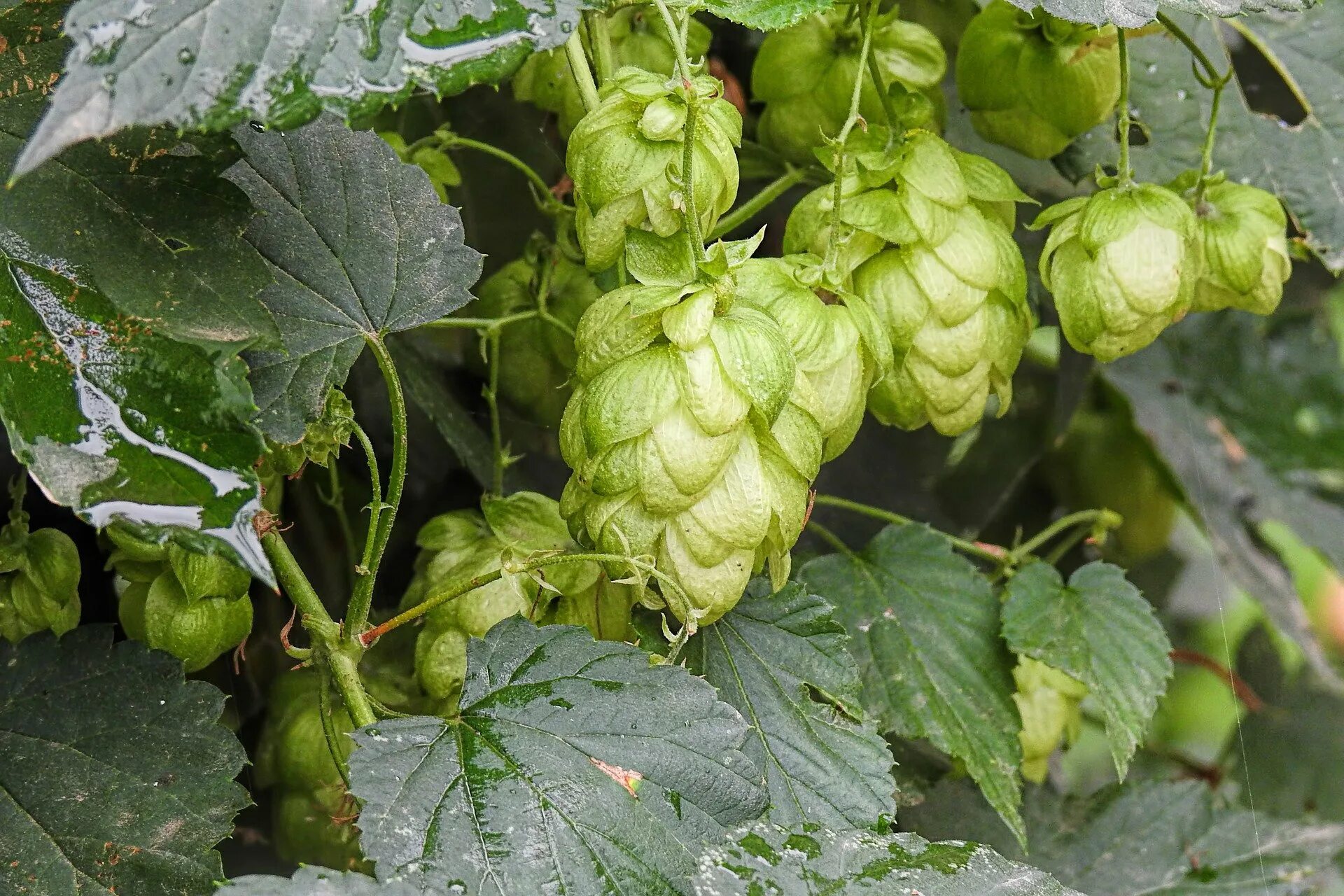 plant, hops wild, flowers, nature, green, beer, harvest, cannabaceae, leaves, pl