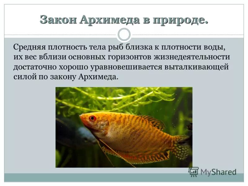 строение рыбы отделы. плотность тела рыбы. плотность тела рыбы. назовите строение частей тела рыбы судак. плотность тела рыбы.