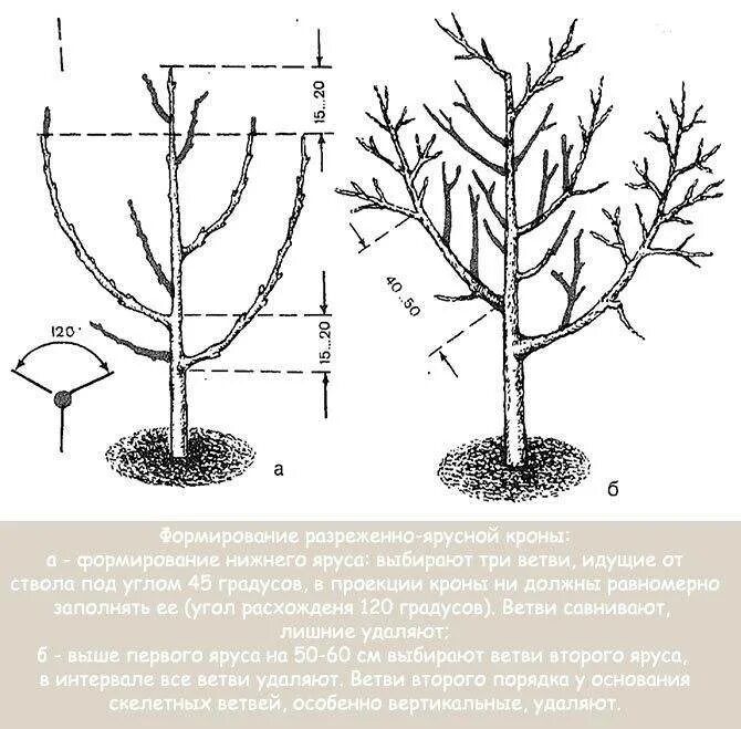 Формирование чашевидной кроны плодовых деревьев. Правильно обрезать яблоню осенью схема подрезки. Подрезка яблонь весной схема. Как формировать крону. Формировка саженца яблони.
