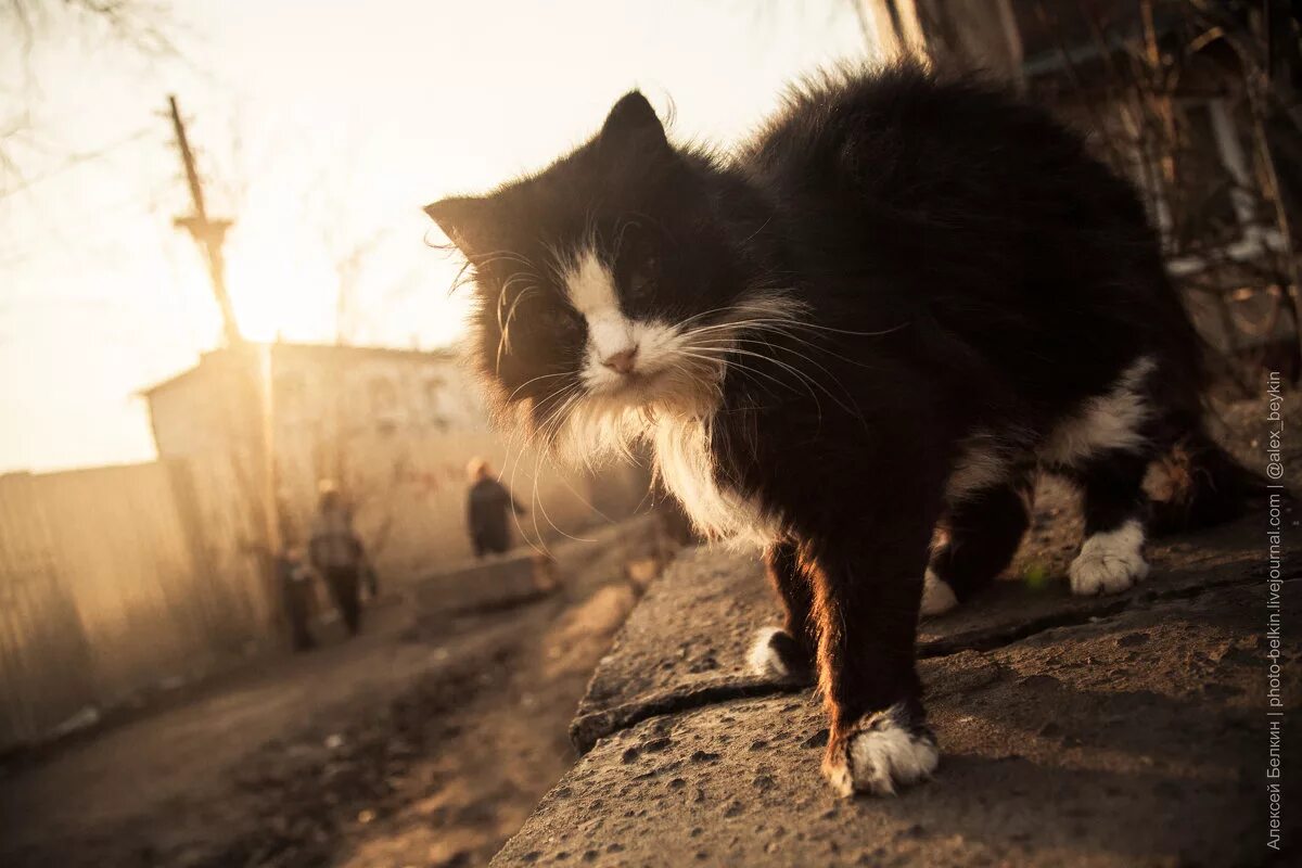 бедные котята. брошенный котенок. бездомные котята. бездомная кошка черно белая.