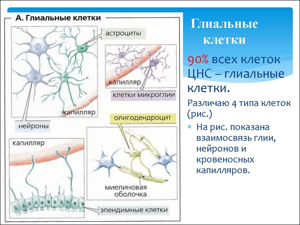 Строение нейрона глиальные клетки. Клетки нейроглии строение. Клетки глии функции. Схема нервная ткань Нейрон нейроглия. Виды нейроглии