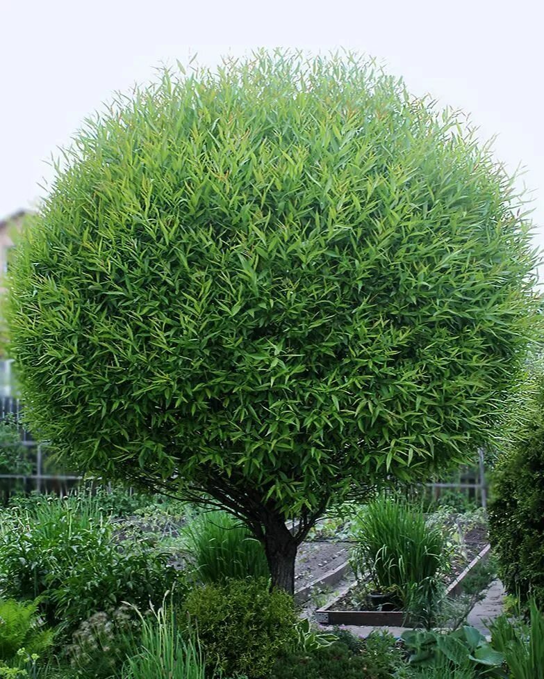 Ива белая прямоствольная Salix alba Ива. Лиственные растения с открытой корневой