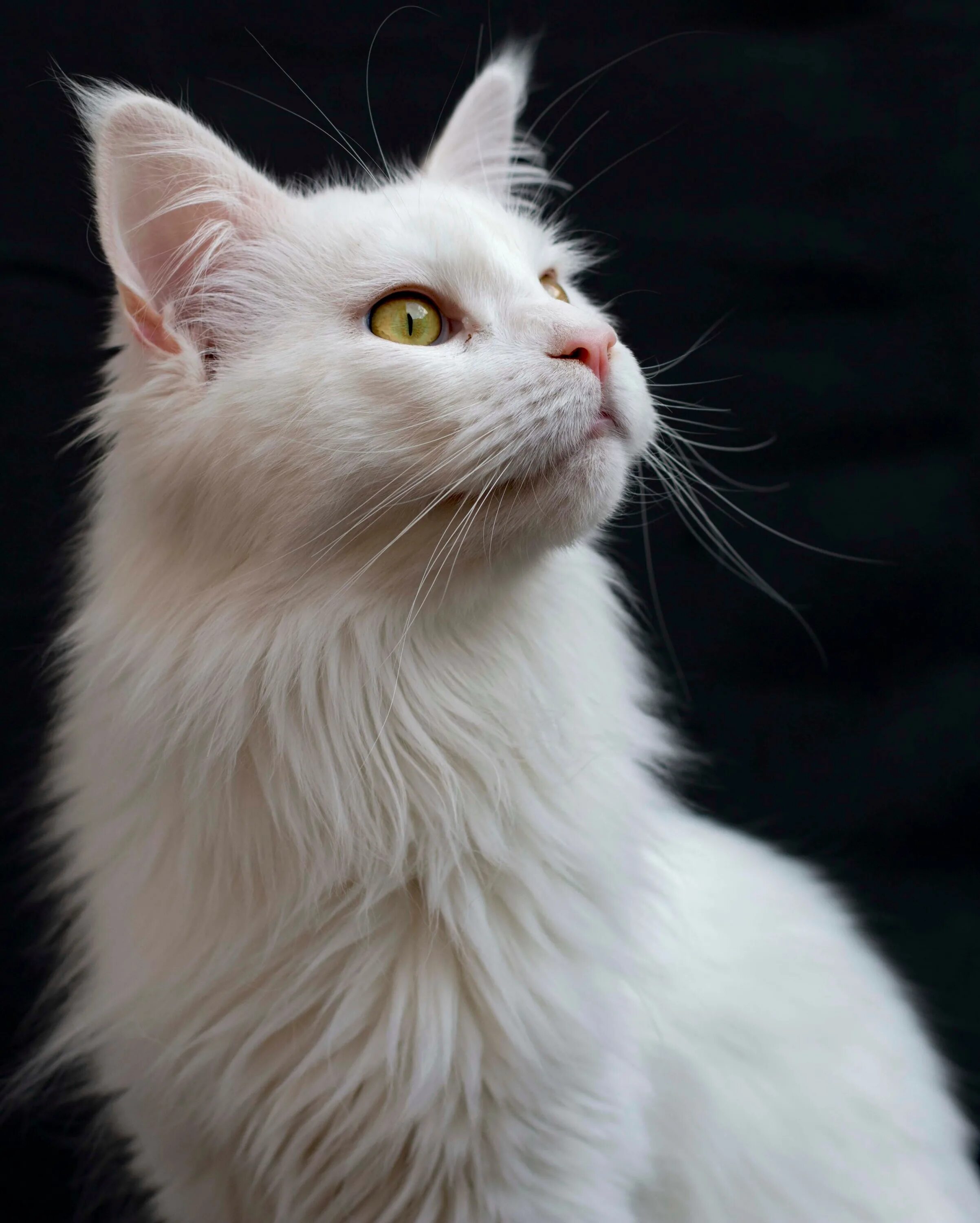 Турецкая ангорская кошка. Ангорская кошка альбинос. Сибирская ангорская кошка. Турецкая ангорская белая кошка.