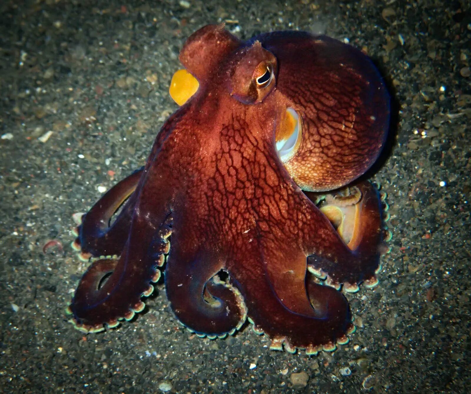 Осьминог Дофлейна гигантский. Карликовый осьминог. Кокосовый осьминог (Coconut Octopus). Осьминог Пигмей.