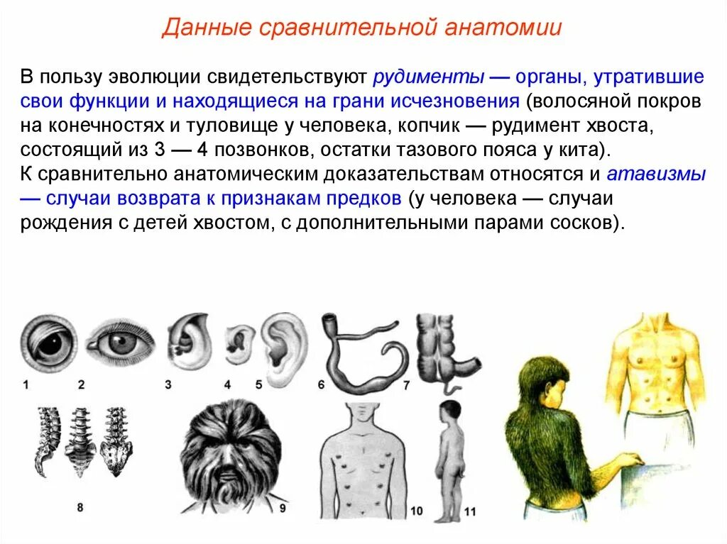 Атавизмы у животных. Сравнительно анатомические доказательства рудименты и атавизмы. Атавизмы доказательства эволюции. Рудименты и атавизмы у человека 8 класс биология. Таблица доказательства эволюции атавизмы.