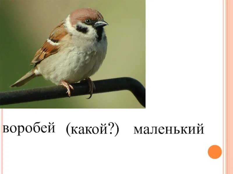 Воробей подобрать прилагательное. Воробей какой. Какие маленькие воробьи. Воробей какой он. Воробей прилагательное.