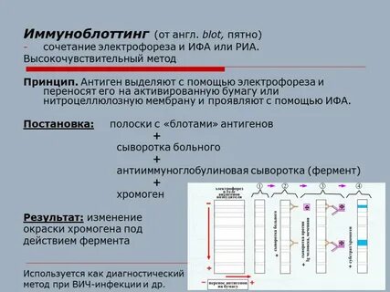 Иммуноблотинг это
