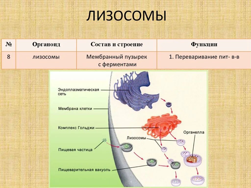 Строение органоида лизосомы. Лизосомы строение органоида и функции. Лизосома функции органоида. Строение и функции лизосомы клетки.