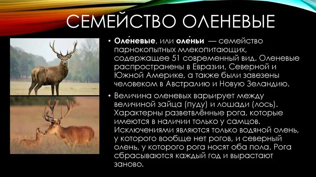 Текст о олене. Описание оленя. Характеристика оленя. Семейство оленьих. Олень признаки.