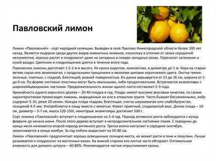 Лимон описание