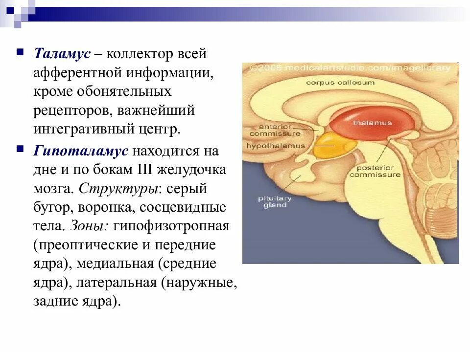 Что такое таламус. Промежуточный мозг таламус строение и функции. Внутреннее строение промежуточного мозга. Внутреннее строение таламуса. Промежуточный мозг строение ядра.