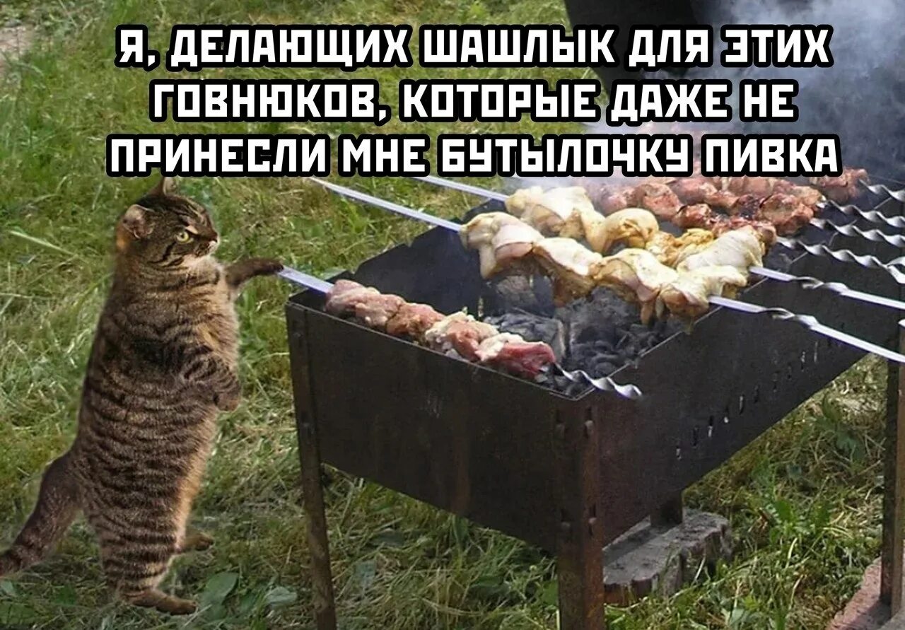 Жарить шашлык прикол. Кот шашлык.