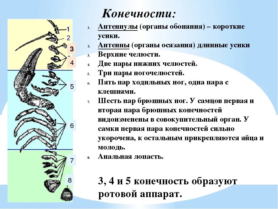 Антенны и антеннулы у ракообразных. Конечности ракообразных. Антенны и антеннулы характерны для. Антеннулы функции. Усики речного рака