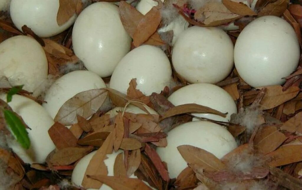Яйцо мускусной утки. Яйцо индоутки. Утиные яйца индоуток. Инкубационное яйцо индоутки.