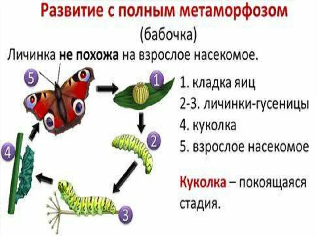 Божья коровка неполное превращение. Цикл развития насекомых с полным превращением. Цикл развития бабочки схема. Развитие бабочки с полным превращением. Развитие с полным метаморфозом бабочка.