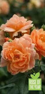 Rose fast