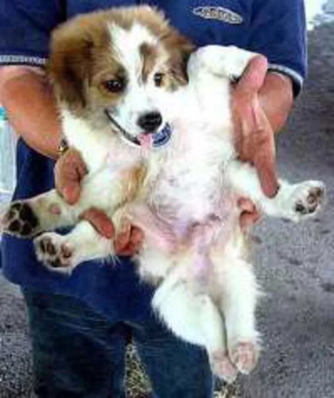 Уютные мопсы. Собака гермафродит. Собака такса плачет. Собака гермафродит. Собака гермафродит.