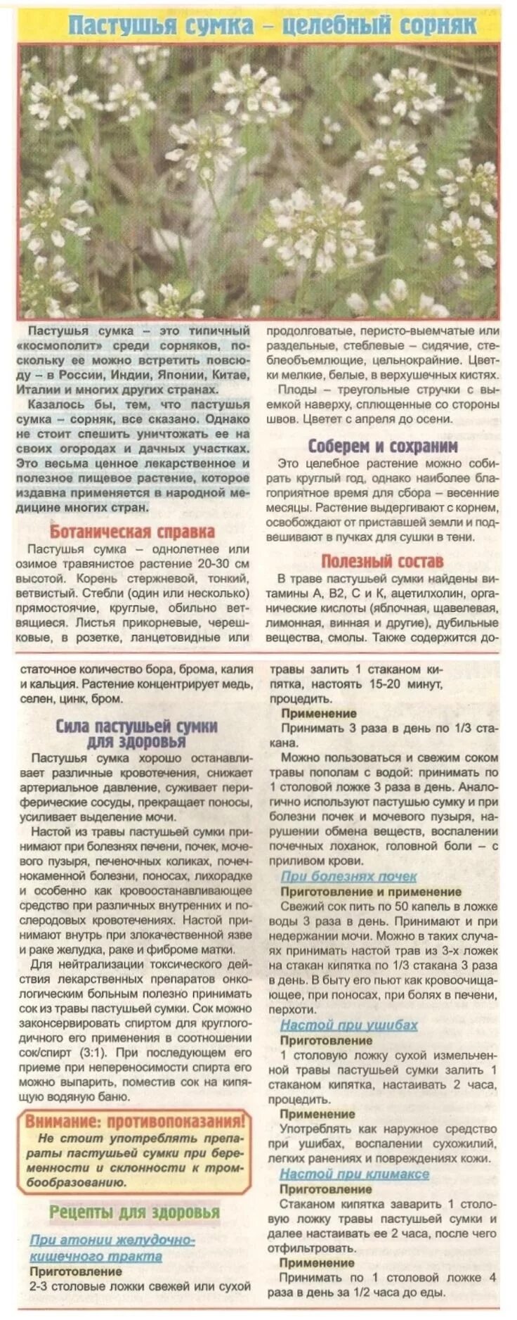 Пастушья сумка при месячных. Лекарственные сорняки. лекарственные растения для ушибов. лекарственные травы от ушибов. пастушья сумка сорняк.