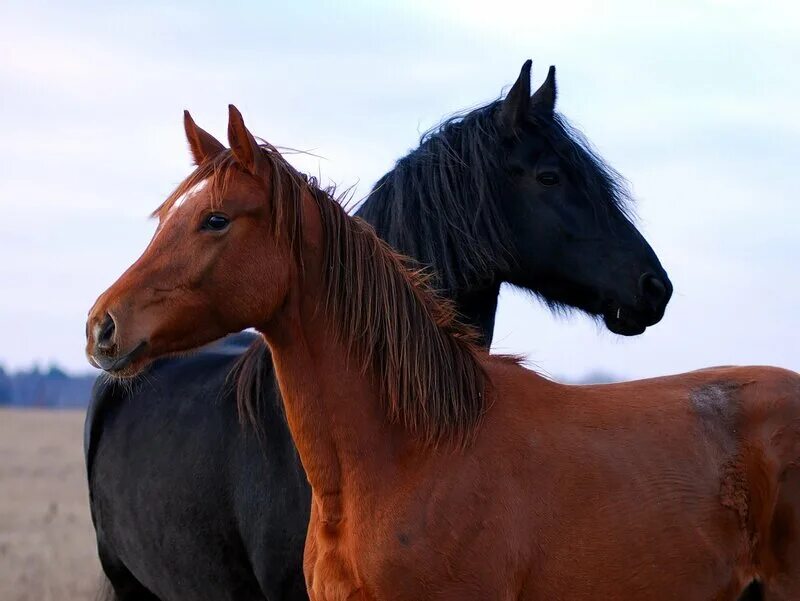 Two horse. Зеброидный гнедой Мустанг. Две лошади. Конь. Гнедые и вороные лошади.