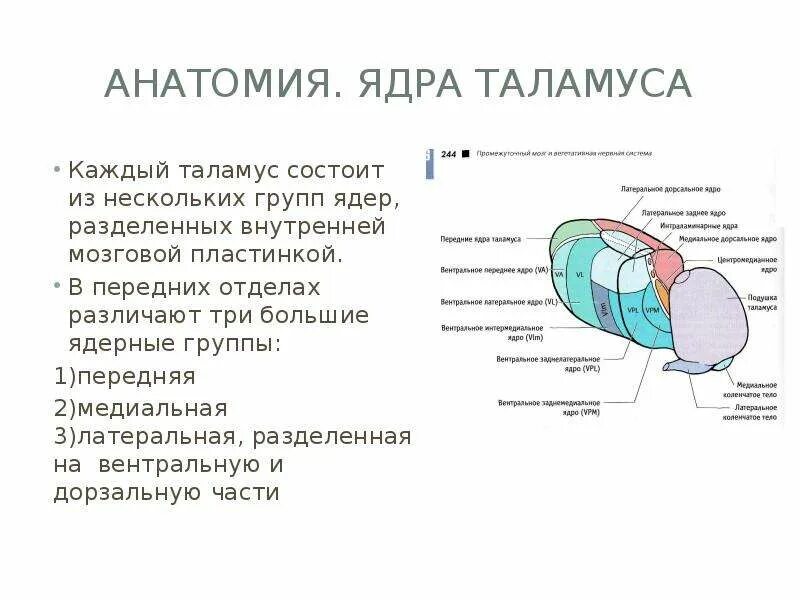 Каковы функции таламуса. Внутреннее строение таламуса анатомия. Анатомия зрительного бугра неврология. Таламус строение ядра. Ядра подушки таламуса.