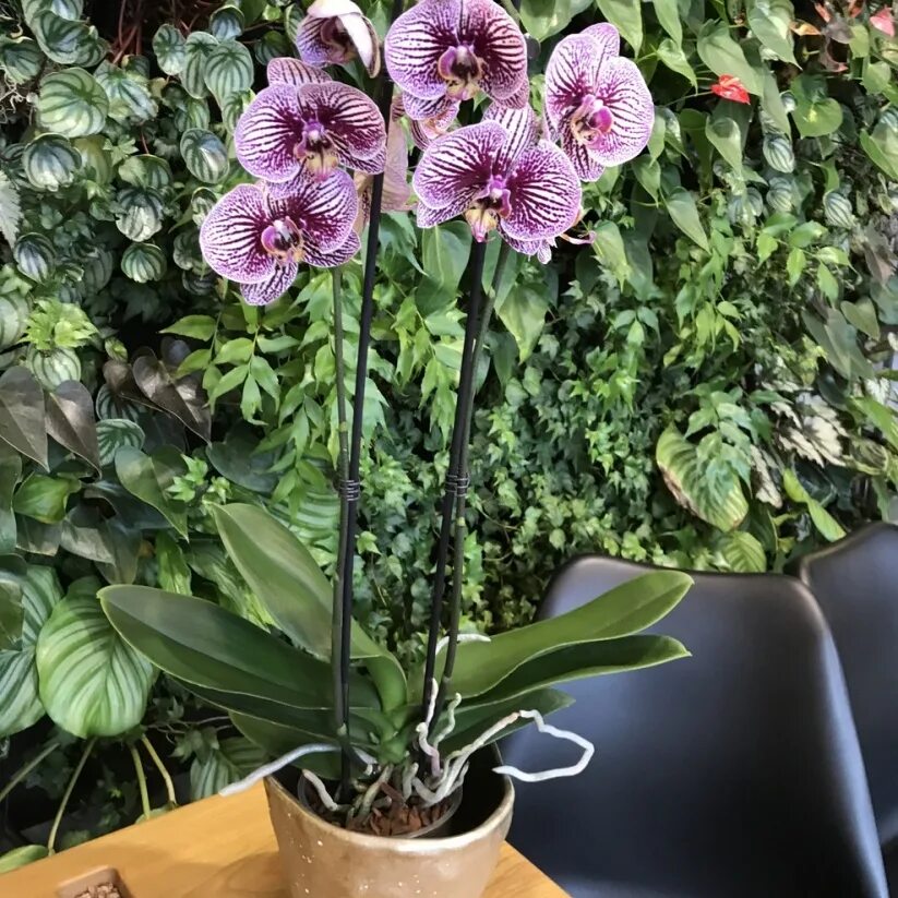 Black stripes орхидея фото Орхидея Фаленопсис Блэк страйпс ø12 h65 см в Клину купить по низкой цене в инт