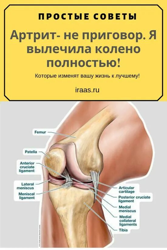Строение мышц коленного сустава человека. Строение коленного сустава. коленка анатомия. анатомия колена человека. структура колена.