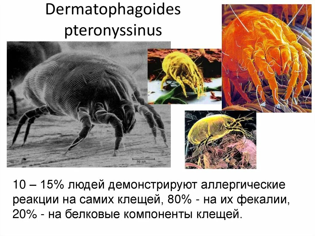 Аллерген клеща Dermatophagoides pteronyssinus IGE. Клещ Dermatophagoides pteronyssinus IGE что это. Клещ Dermatophagoides farinae. Клещ домашней пыли Dermatophagoides farinae. Аллергены клещей домашней пыли