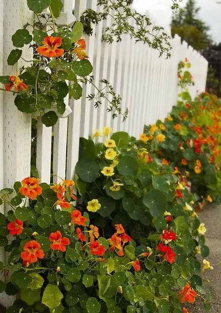 Edible Flowers Organic Nasturtium Tropaeolum Majus - 25 Seeds Edible flowers, Na