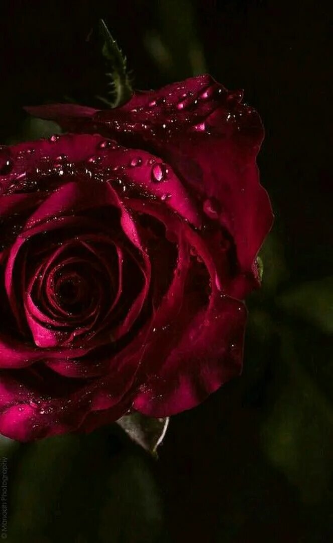 Глянцевые розы. Красивые розы темные. Глянцевая Розочка.