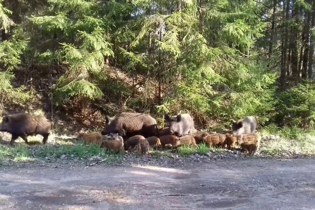 Большие кабаны казань фото YugNash.ru