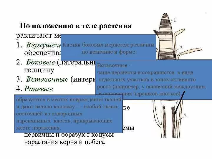 Вставочный рост за счет чего