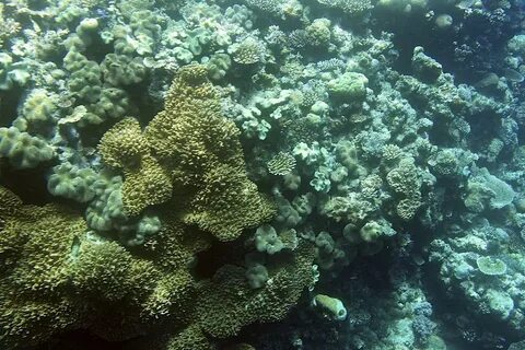 Коралловое море теплое