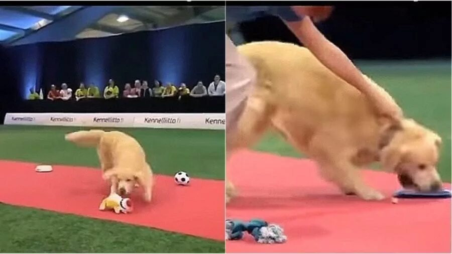 Собаки в цирке. Танцы с собаками. Собаки в цирке. Карликовые пудели в цирке. Собака выступает в цирке.