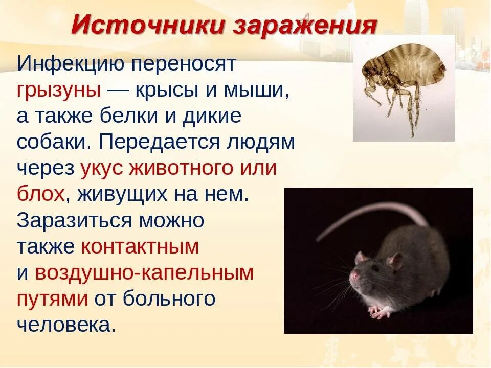 Чем опасны крысы для человека