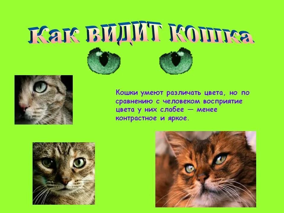 Кошки различают цвета или нет. Кошки различают цвета. кошки умеют различать цвета ?. цветовое восприятие кошек. как видят кошки.