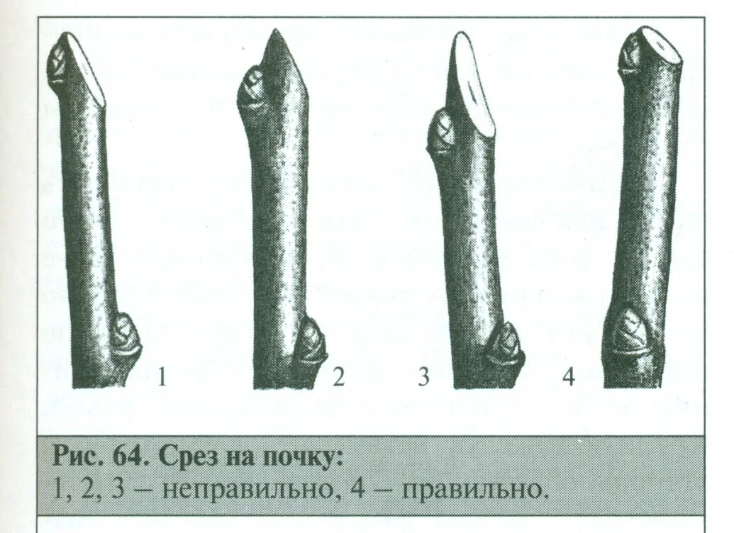 Срез на кольцо. Что такое срез на плодовую почку. Обрезка на почку плодовых деревьев. Правильный срез на почку. Правильный срез при обрезке деревьев.