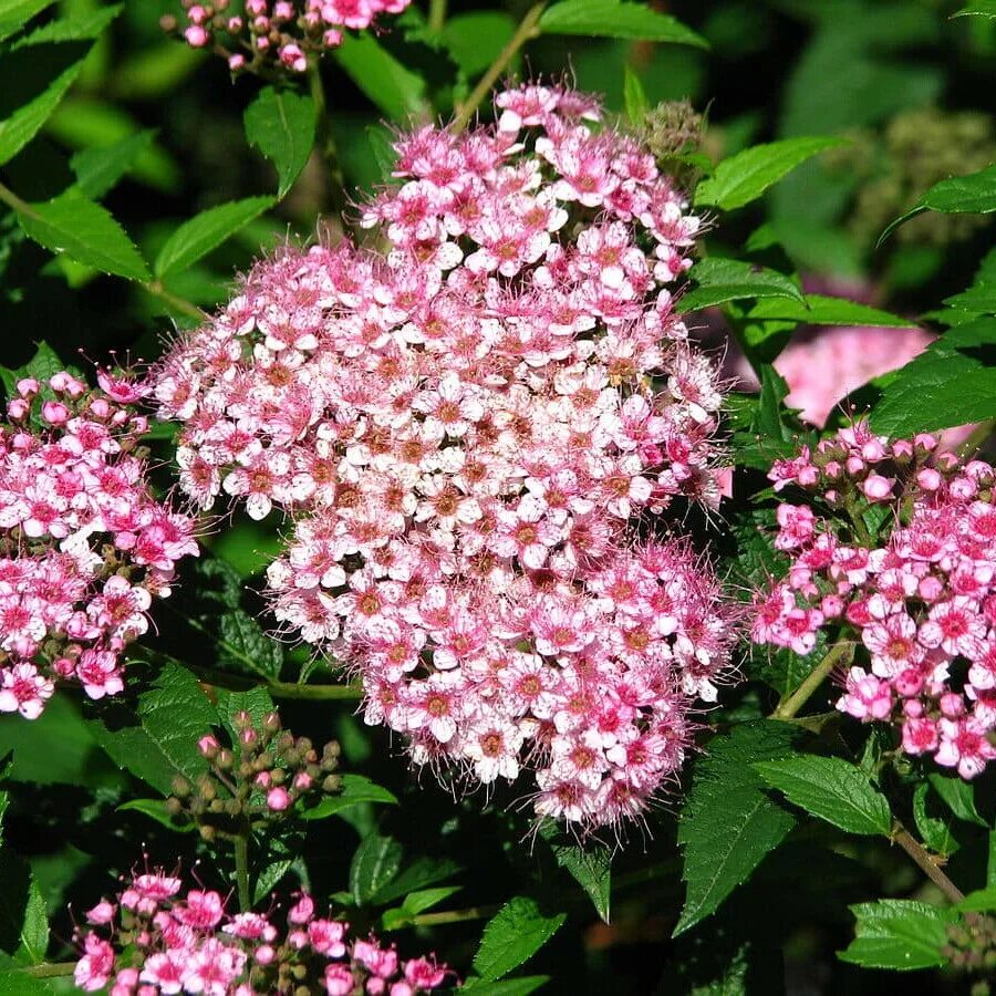 Спирея открывает. Спирея бумальда spiraea bumalda. спирея японская бумальда. спирея бумальда белоцветковая. спирея бумальда антони ватерер.