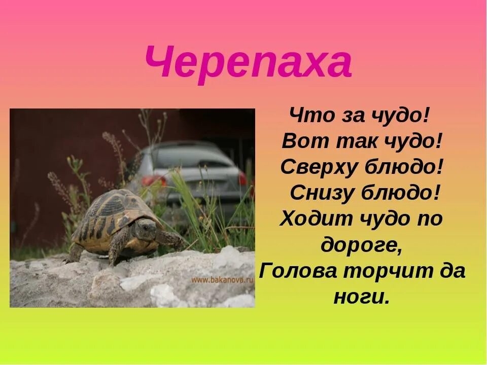 В живом уголке живет. Загадка про черепаху. Загадка про черепаху для детей. Стих про черепаху. Загадки про черепах.