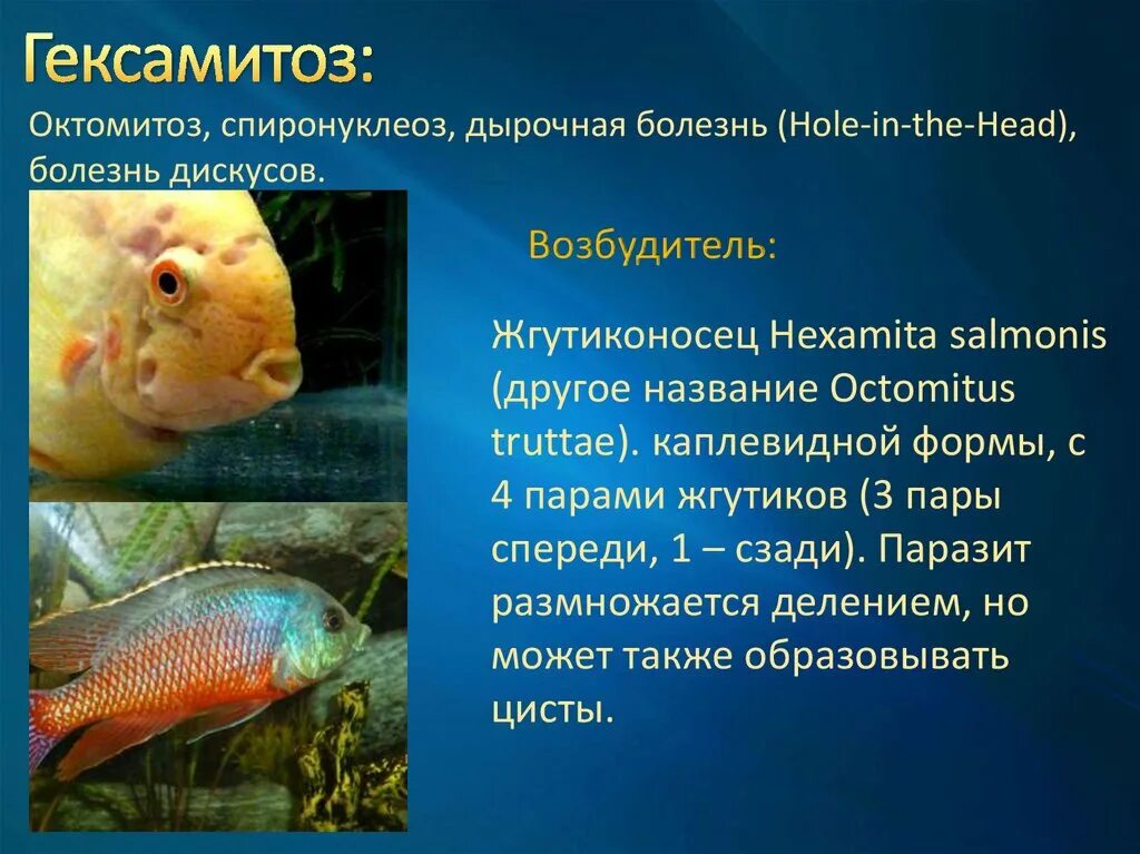 Как называется болезнь рыбы. Рыбы с заболеваниями гексамитоз. заболевание рыб вызываемых простейшими. инвазивные заболевания рыбки. болезни рыб презентация.