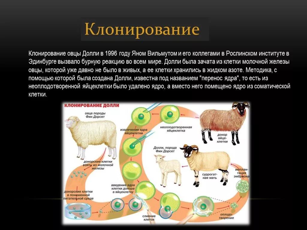 Почему растения клонируются легче животных. Клонирование овцы Долли в 1996 году Яном. Клонирование животных Овечка Долли. Этапы клонирования овечки Долли. Овечка Долли клонирование история.