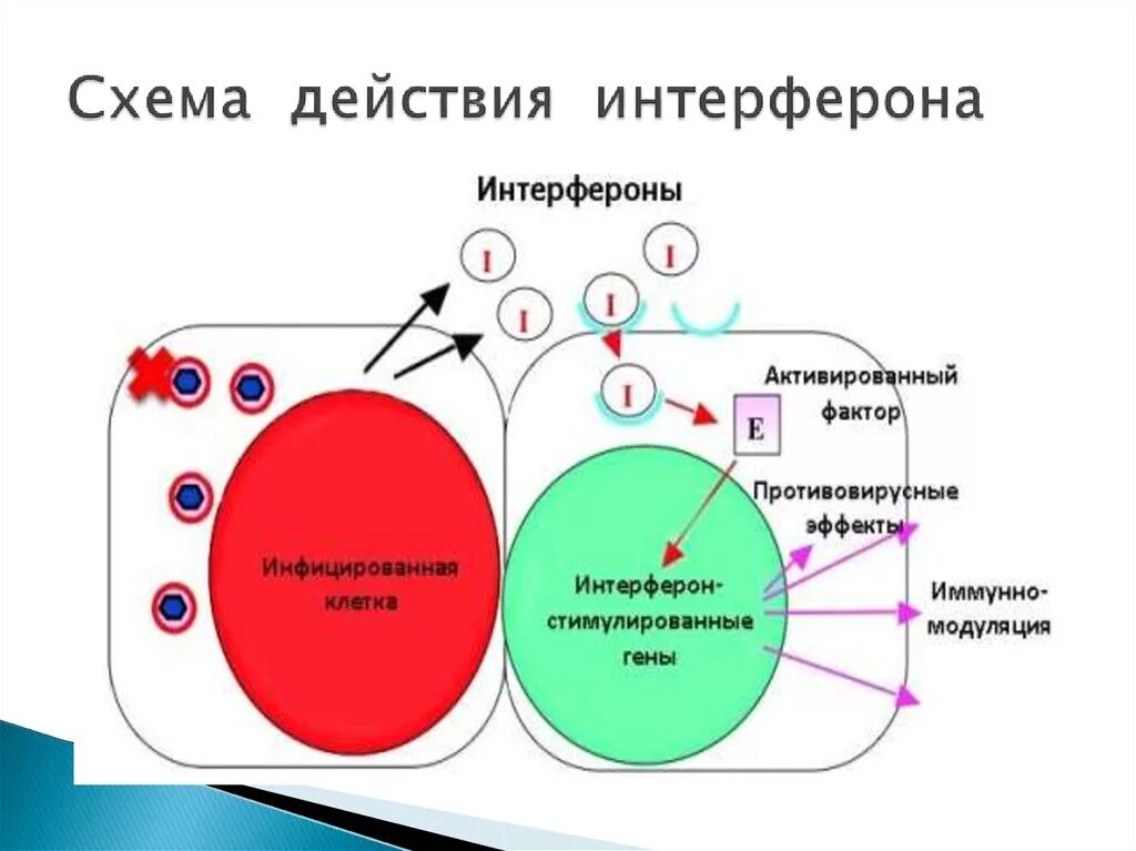 Интерфероновый статус анализ. Интерфероны 1 типа схема. Противовирусный эффект интерферонов схема. Противовирусное действие интерферонов схема. Схема противовирусного действия интерферона Альфа.