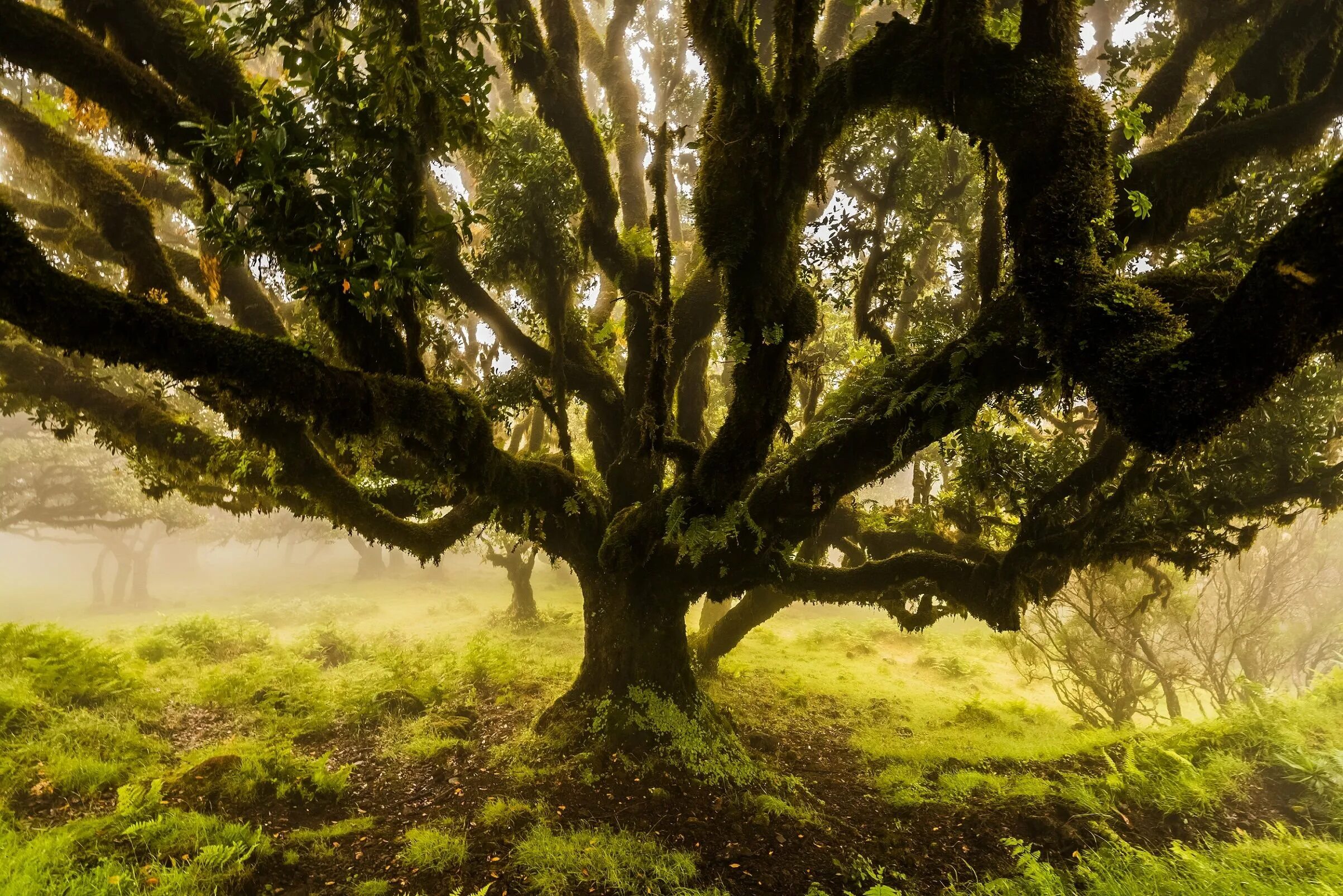 Лавровые леса острова Мадейра. Лавровое дерево Мадейра. Реликтовые леса Мадейра. Лес Фанал Мадейра.